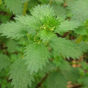 ortie brulante urtica urens