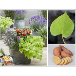 patate makatea treasure island paradise