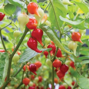 piment biquinho rouge