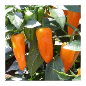 piment fort cheyenne