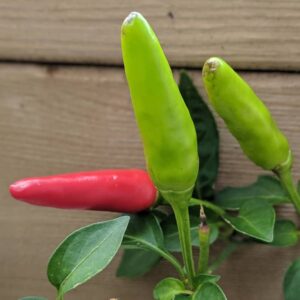 piment super chili