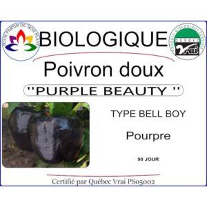 poivron purple beauty