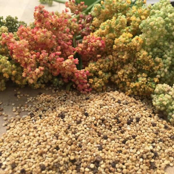 quinoa arc-en-ciel