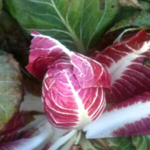 radicchio early treviso