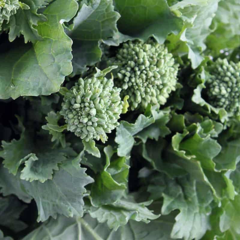 rapini