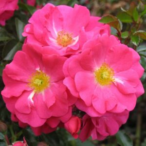rosier flower carpet pink supreme