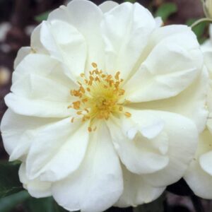 rosier flower carpet white