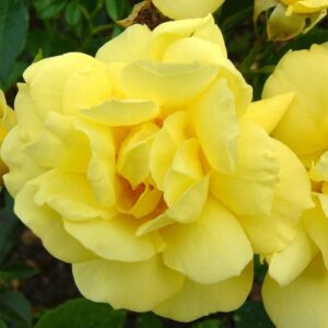 rosier flower carpet yellow