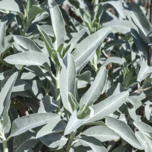 sauge cérémoniale blanche