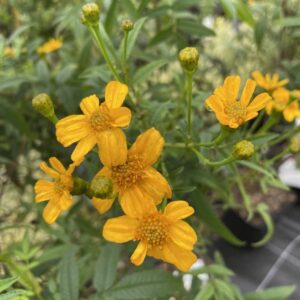 tagète menthe mexicaine