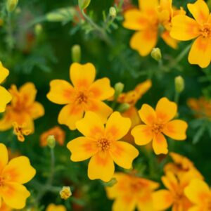 tagète tangerine