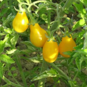 tomate cerise poire jaune