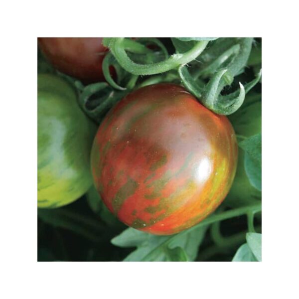 tomate cerise rambling red stripe