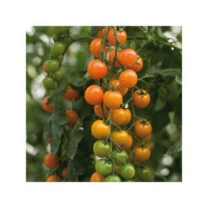 tomate cerise toronjina orange