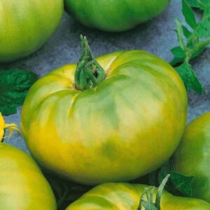 tomate chef's choice vert