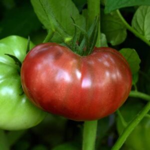 tomate cherokee carbon