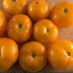 tomate jaune golden bison