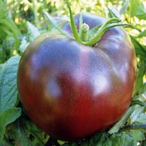 tomate noire de crimée