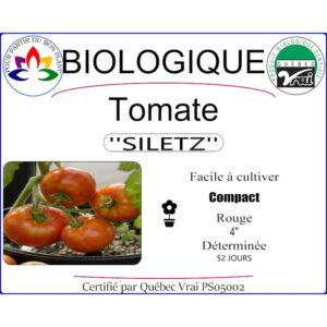 Plant de tomate Siletz