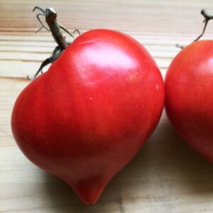 tomate téton de venus
