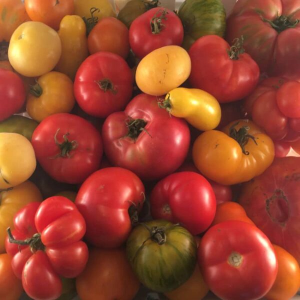 toutes les tomates de tourne-sol