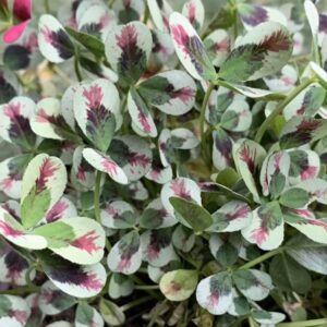 trèfle dragon's blood