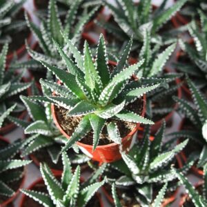 Haworthia