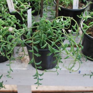 Senecio String of Daulphins