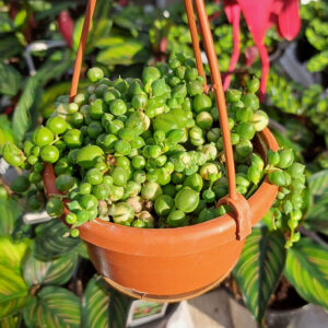 Senecio String of Pearl Variegata