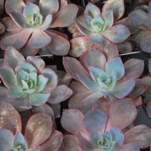 Echeveria Afterglow