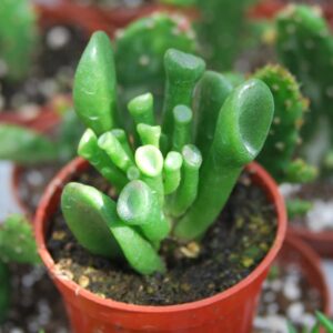 Crassula Ovata Shrek