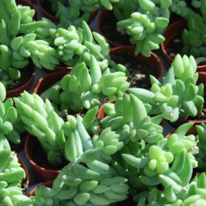 Sedum Burro's Tail