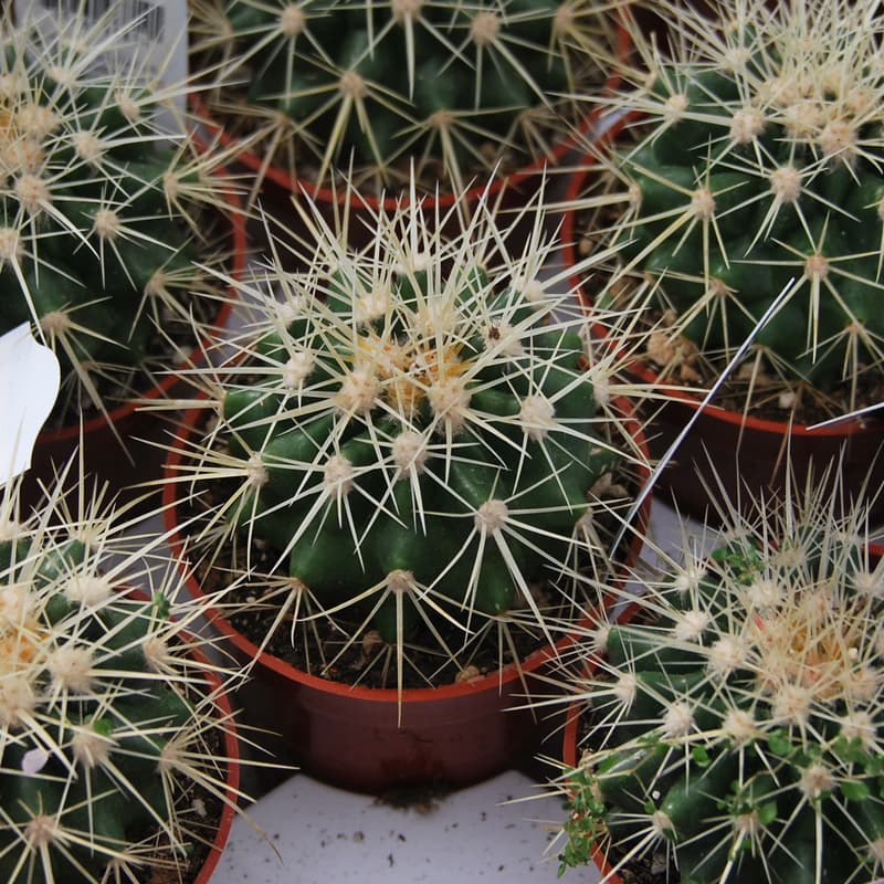 Cactus Golden Barrel