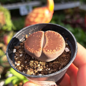 Lithops
