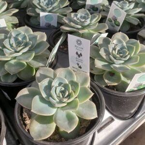 Echeveria Rosea