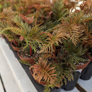 Begonia Bipinnatifida