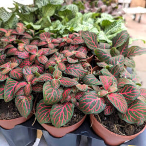 Fittonia