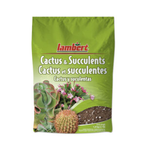 Terreau cactus et succulentes
