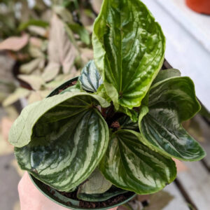 Peperomia Equador