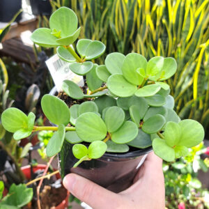 Peperomia Hope