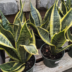 Sanseveria Superba Futura