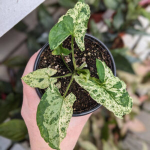 Syngonium Mojito