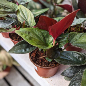 Syngonium Red Arrow