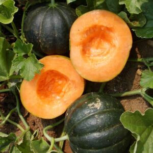 melon cantaloup noir des carmes