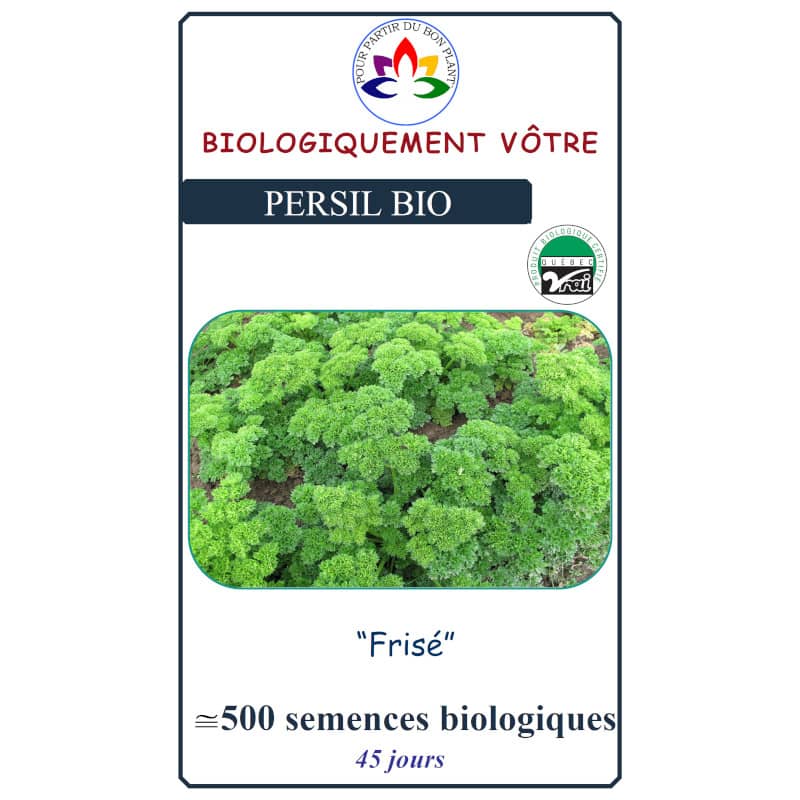 Persil Frisé