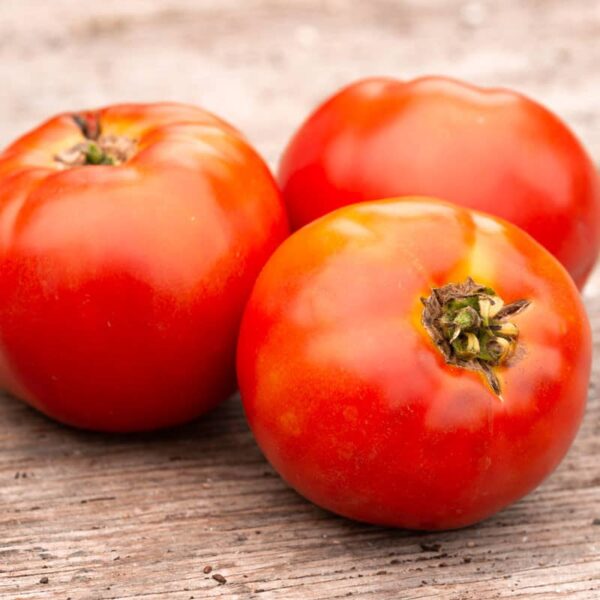 tomate plourde