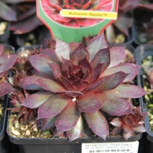 Sempervivum Autumn Apple