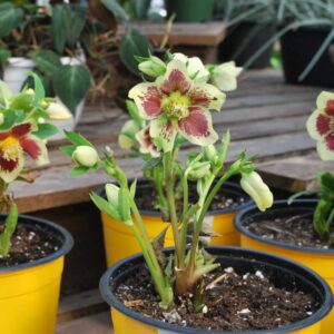Helleborus Rio Carnaval