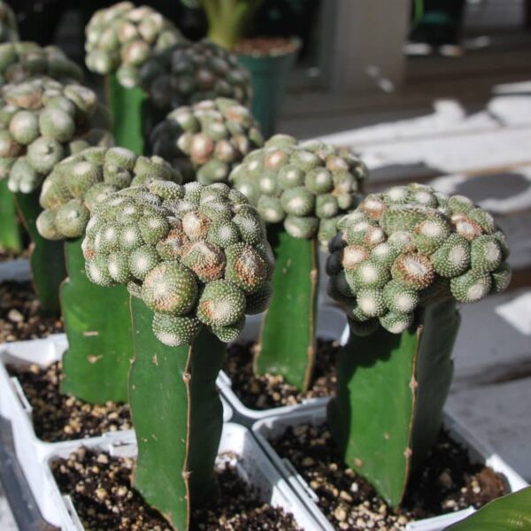 Cactus Blossfeldia Liliputa