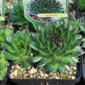 sempervivum appletini